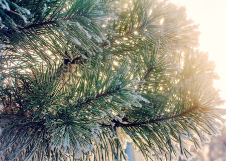 Pine branch with green long needles, covered with white snow, on the background of trees.の写真素材