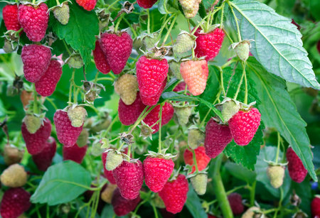 In the garden on the branches of the raspberry Bush is maturing a large number of large raspberries...