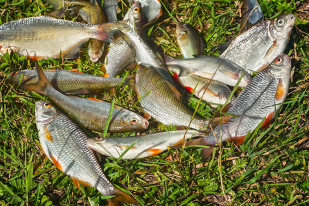 On the banks of the river on the green grass lies caught in the river fish.