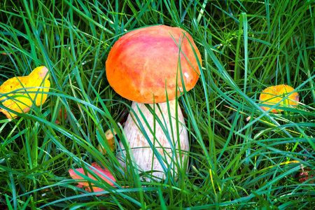 In a clearing in the forest among green grass grows beautiful mushroom orange-cap boletus.の写真素材