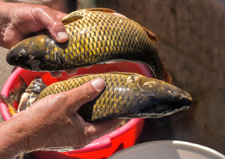 A fisherman holds catch: caught two large fish.の写真素材
