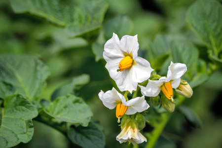 Small white flowers of the potato amongst the green leaves. Presents major plan.の写真素材