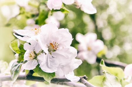 Branch of apple-tree with plenty of white-pink colors and buds in a green garden in spring.の写真素材