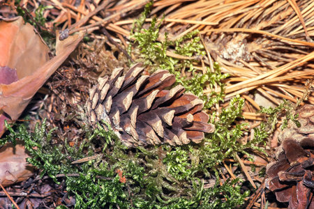 On the ground among the green moss, yellow leaves and dry pine needles lying fallen from the trees and pine cones.の写真素材