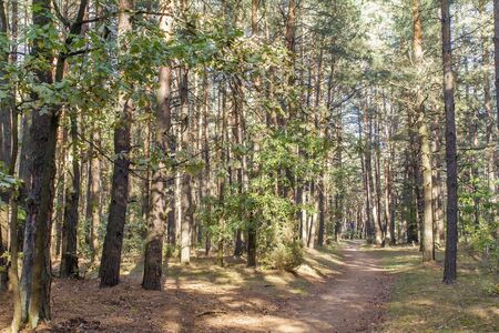 Autumn forest landscape: the yellowed grass and the road through the pine forest , Sunny day.の写真素材