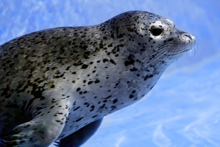 In the water floats a young seal.の写真素材