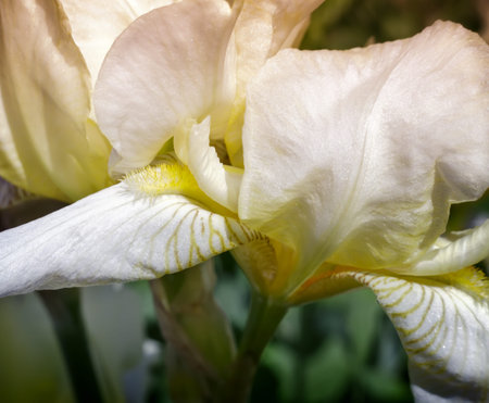 Closeup of the beautiful blossoms of pale yellow iris flowers on a background of garden irises and other flowers.の写真素材