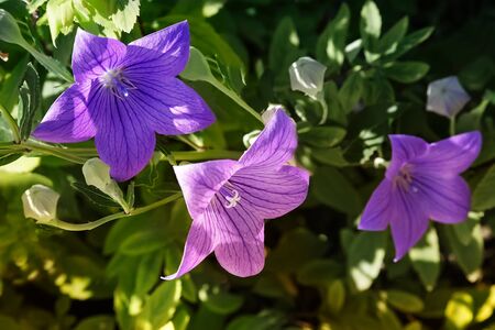 Flowers blue bells in the garden on a Sunny day on a background of green garden.の写真素材