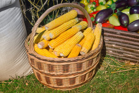 Corn in a basket for sale at the fair. Standing next to a sack of grain and lay the eggplant and...