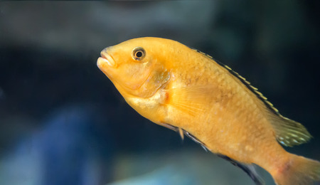 In a large aquarium with sea water floats a beautiful marine fish yellow color among the seaweed.の写真素材