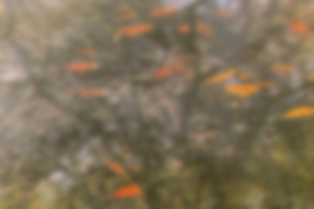 Background image: the photo shows the fuzzy silhouettes of trees with yellow and red leaves.の写真素材