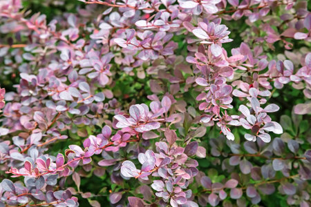 Branch of barberry with purple rounded leaves. Presents closeup.の写真素材