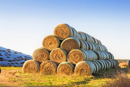 On the field, stacked numerous bales of hay for animal feed.