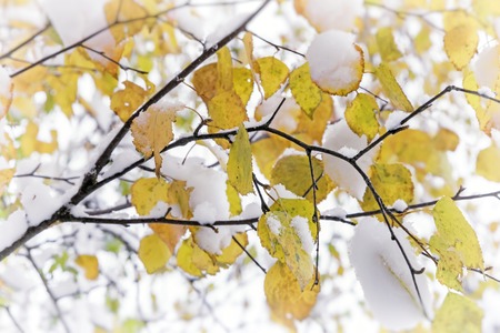 In the autumn yellow birch leaves is the first fluffy white snow.の写真素材