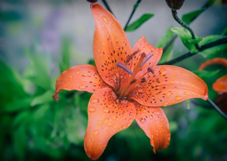 Beautiful large flower of a red Lily blooms in the flowerbed. Presents closeup.の写真素材