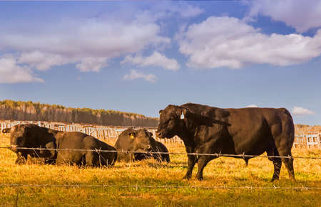 White fluffy clouds float on blue sky in Sunny day.の写真素材
