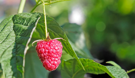 Raspberries in the garden on the branches of a Bush.