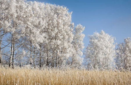 Winter landscape: the trees in thick frost.の写真素材