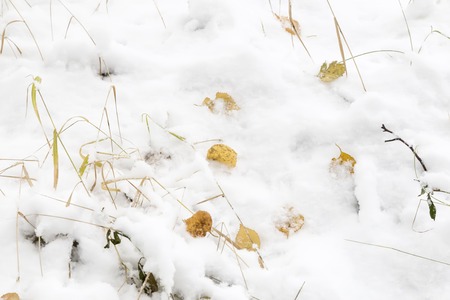 The first snow is lying on the autumn leaves. Reference picture.の写真素材