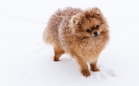 Cute dog breeds Spitz on a walk in winter in the snow. Reference picture.の写真素材