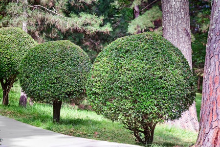 The section of the arboretum with nicely trimmed plants in the form of a ball.
