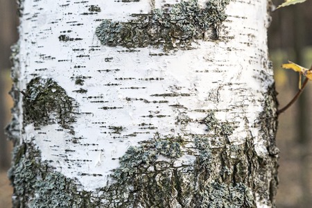 Background image: close-up of a trunk of white birch with bark and patches of moss on the bark.の写真素材