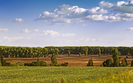 Summer landscape: fields, meadows, country road with trees along the roadside. On a blue sky fluffy white clouds.の写真素材