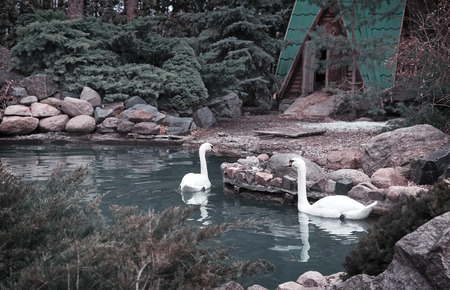 Wild pair of beautiful white swans floating on the blue surface of a beautiful pond.の写真素材