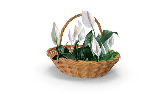 Blooming white flowers spathiphyllum in a basket on a white background.の写真素材
