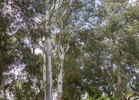 Crown with branches and leaves of big eucalyptus trees in the arboretum.の写真素材