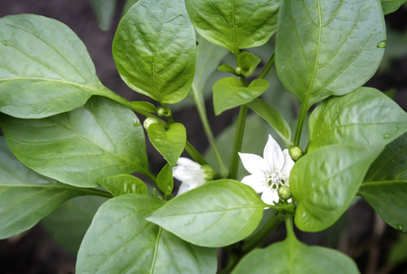 Growing in a greenhouse pepper, among the green leaves of white flowers and buds.の写真素材