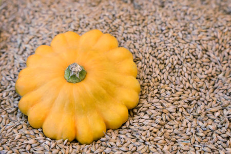 Ripe yellow pumpkin original shape lies on the surface of the grain.