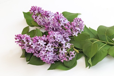Beautiful lilac flowers among the green leaves. Presented close-up on white background.の写真素材