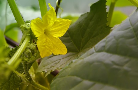 Growing on a bed of cucumber with a yellow flower.の写真素材