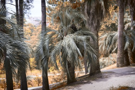 Part of the arboretum with many beautiful tropical plants along the tracks. Palm alley.の写真素材