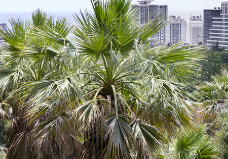 Part of the arboretum with many beautiful sprawling palm trees. The view from the top.の写真素材