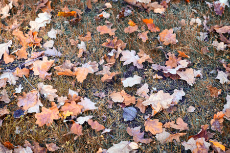 On the ground among the grass lie bright yellow and orange autumn oak leaves fell from the trees.
