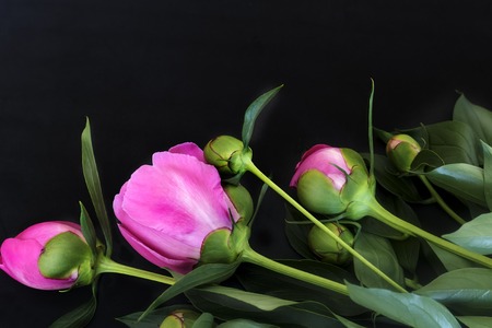 Beautiful pink flowers and buds of peonies surrounded by green leaves on a black background.の写真素材