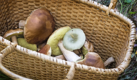 In a clearing in the woods large wicker basket with a variety of collected forest mushrooms.の写真素材
