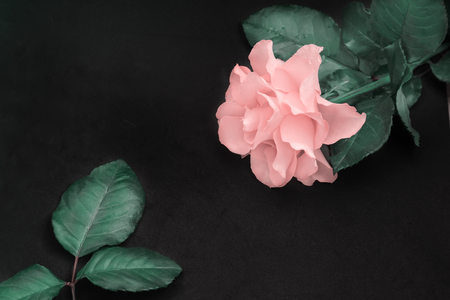 On a black background luxurious pink rose with delicate petals and leaves. Top view, copy space.の写真素材