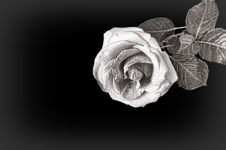Rose flower on black background. Black and white image.の写真素材