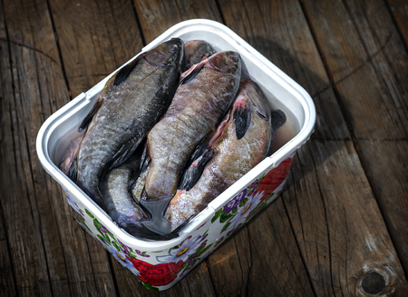 Purified fresh water fish in the container.の写真素材
