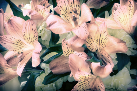 A bouquet of beautiful flowers of Amaryllis and chrysanthemums. Presented close-up.の写真素材