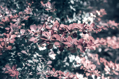 Barberry Thunberg is a beautiful ornamental shrub .の写真素材