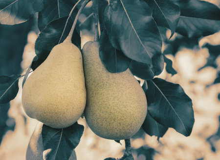 Ripening pears on the branches of a tree.