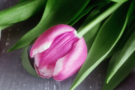 Pink Tulip with green leaves on the tableの写真素材