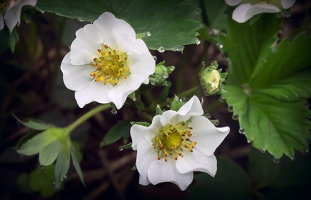Delicate white strawberry flowers with dew drops on the flowers and leaves growing in the garden.の写真素材