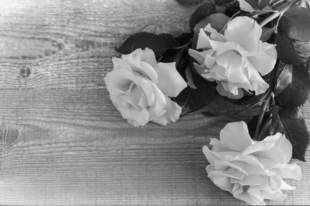 Beautiful blooming rose with leaves. Black and white image. Top view, copy space.の写真素材