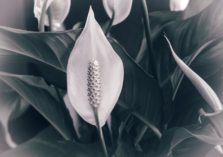 Beautiful white flowers and green leaves tropical flower Spathiphyllum on a dark background.の写真素材