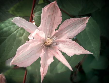 Beautiful pink clematis flower on green leaves background. Presented in close-up.の写真素材